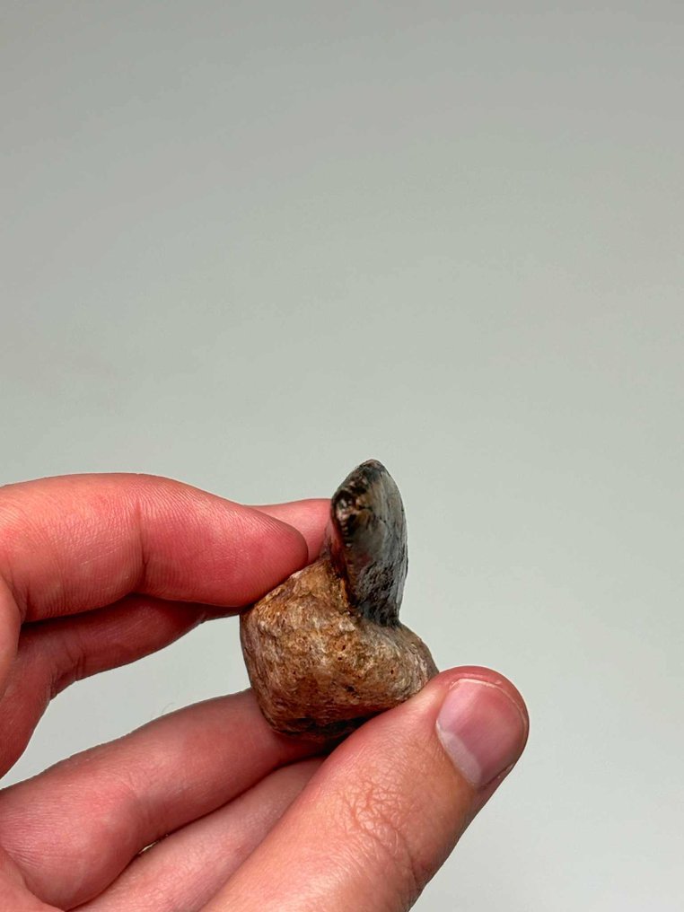 Theropod - Dinte fosilă - 7 cm - 3.5 cm #2.1