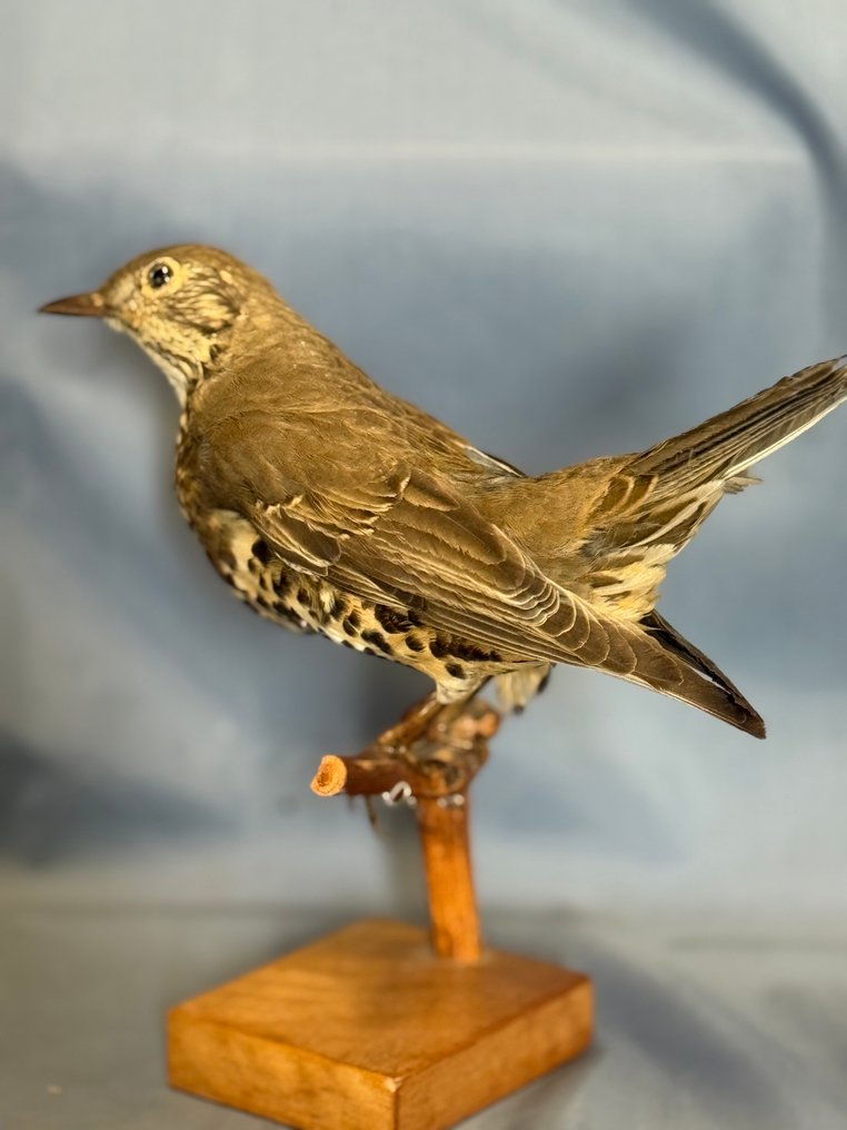Tordela Βάση ταρίχευσης ολόκληρου σώματος - Turdus viscivorus (with proof of legal origin) - 15 cm - 3 cm - 22 cm - Είδη που δεν ανήκουν στο CITES #1.0