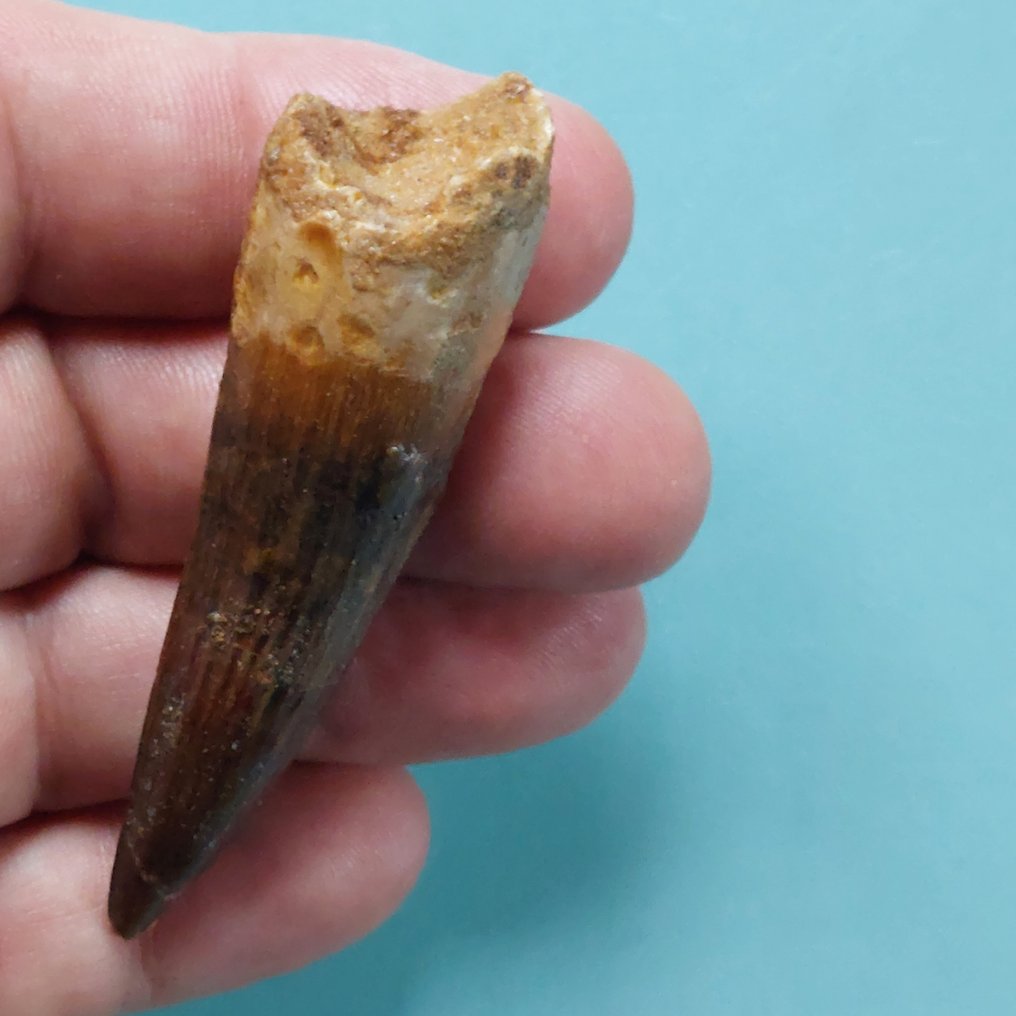 Dinosaur - Fossil tooth - Spinosaurus aegyptiacus - 75 mm - 20 mm #1.0