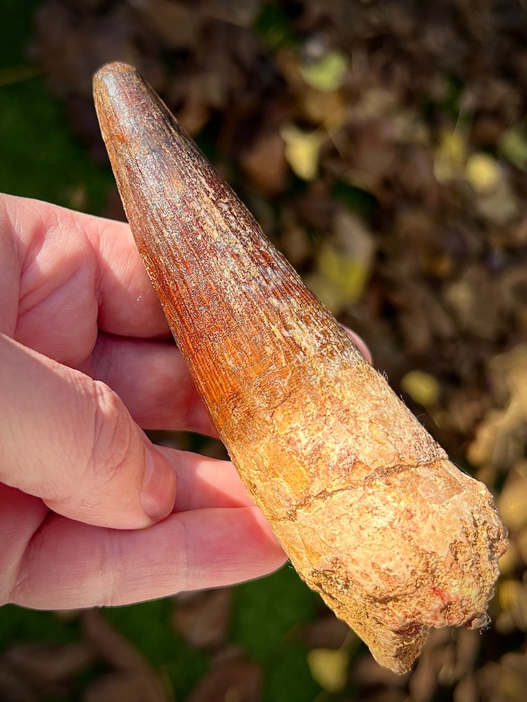 Huge XL Spinosaurus, diente de dinosaurio de 5.2 pulgadas. - Diente fósil - 134 mm - 41 mm #4.3