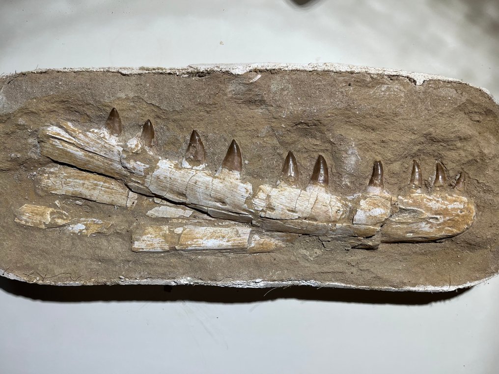 Mosasaur - Fosszilis fogak - 41 cm - 7 cm #1.0