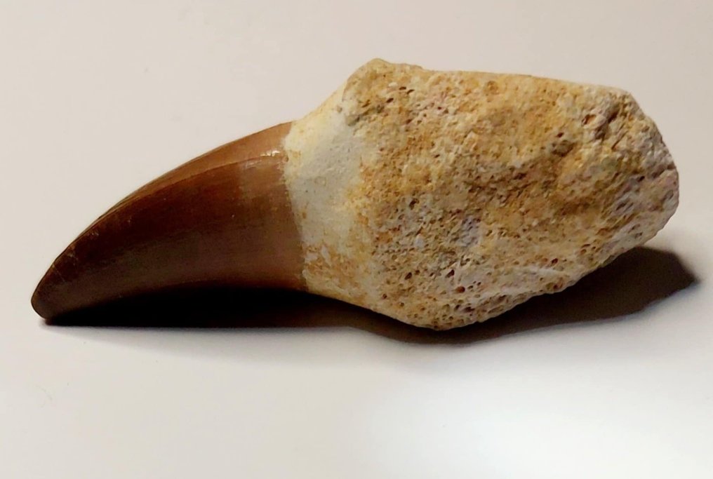 Mosasaurier - Fossil tand (Utan reservationspris) #1.0