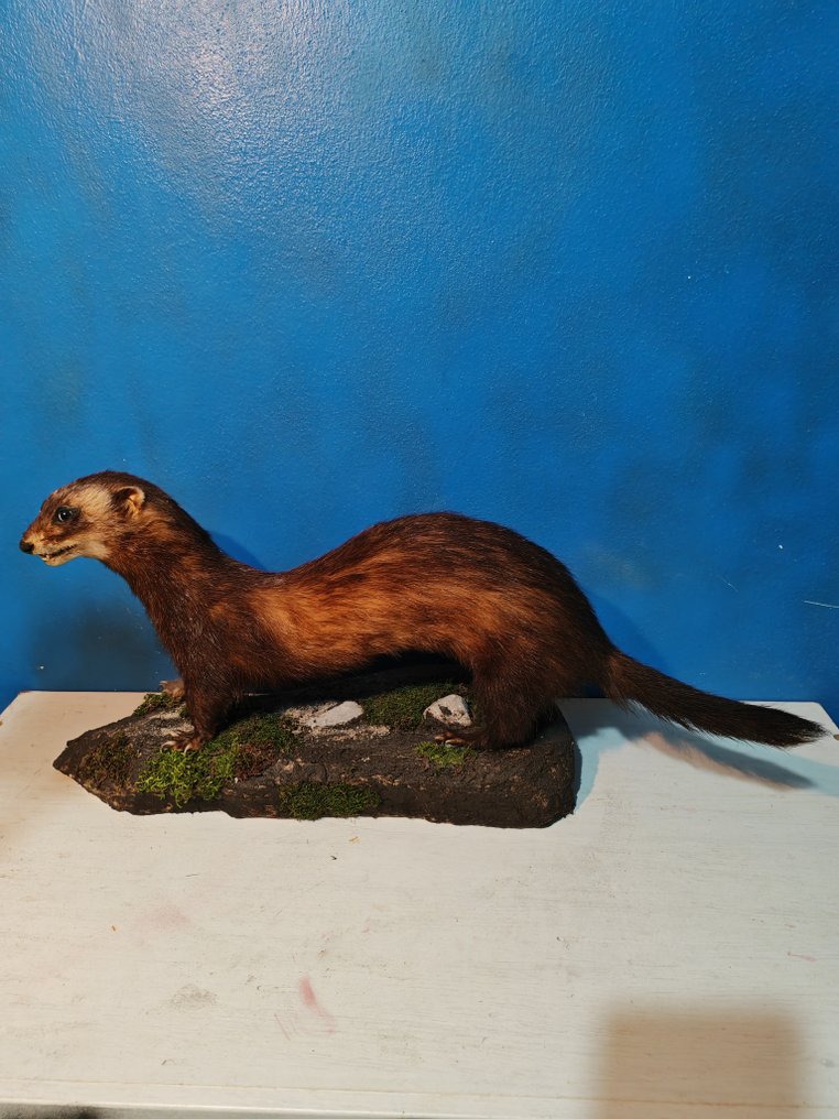 European polecat Allestimento tassidermico a corpo intero - Mustela putorius - 40 cm - 25 cm - 80 cm - 1 #2.1