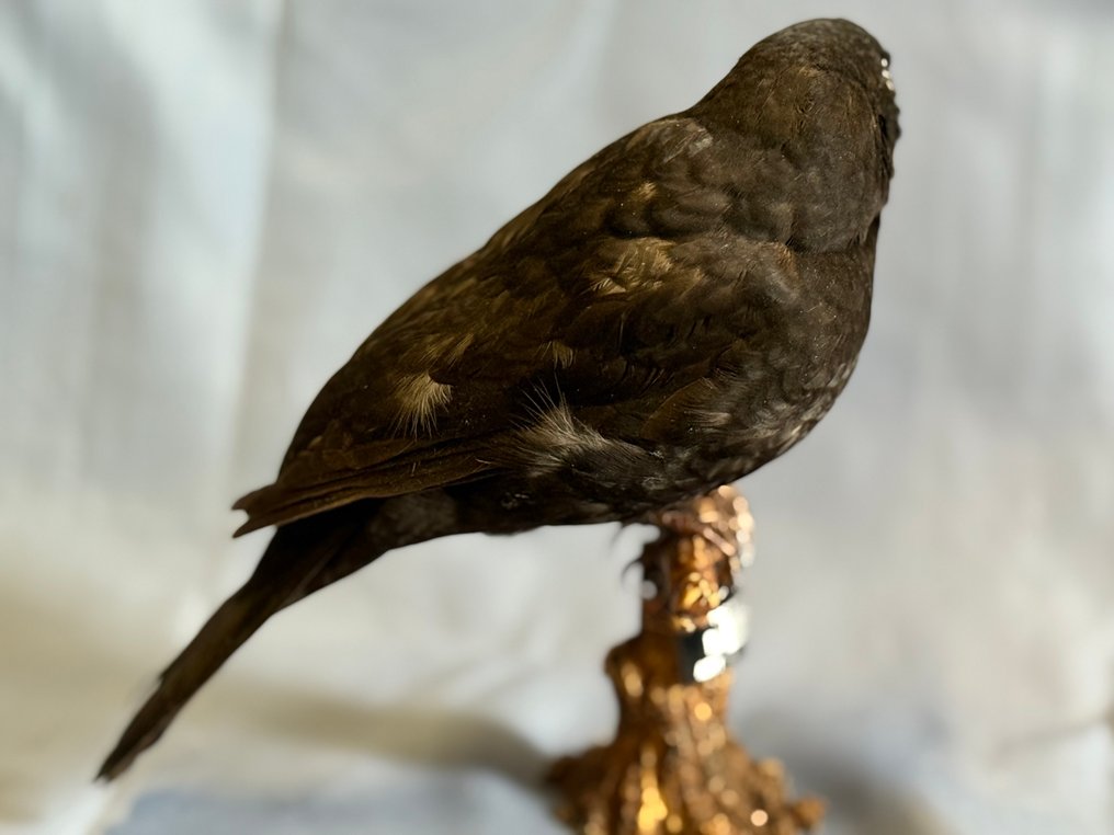 Kos Eksponat taksydermiczny (całe ciało) - Turdus merula (with proof of legal origin) - 15 cm - 5 cm - 22 cm - Gatunki inne niż CITES #3.2