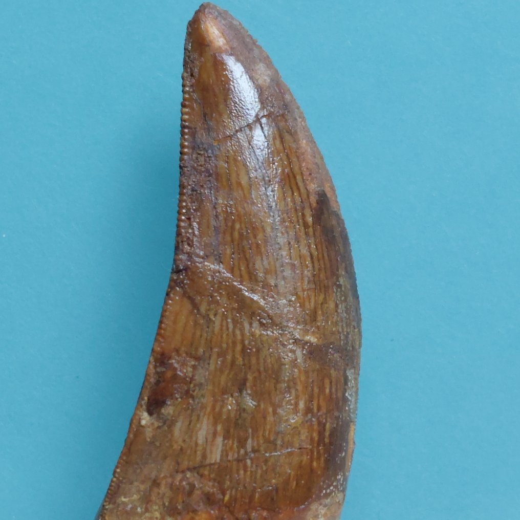 Dinosaur - Fossil tann - Carcharodontosaurus sp. - 52 mm - 20 mm #1.0
