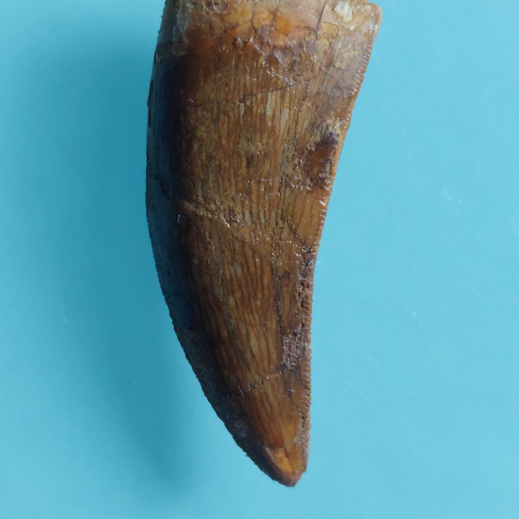 Dinosaur - Fossil tann - Carcharodontosaurus sp. - 52 mm - 20 mm #3.2