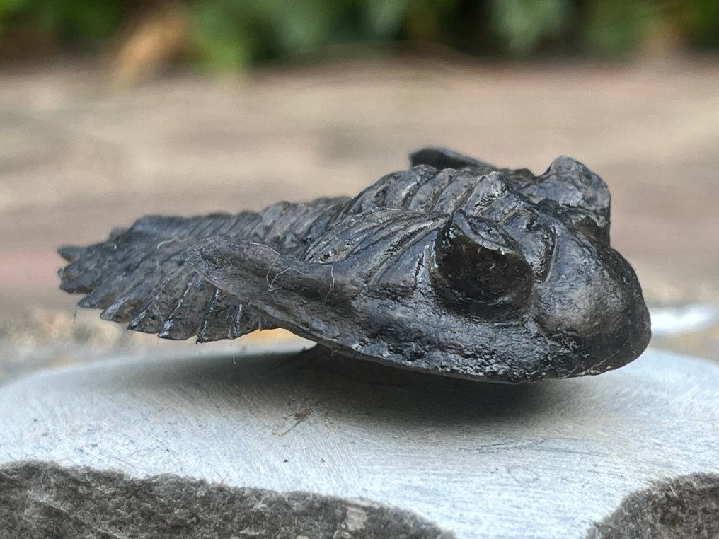 Trilobite - Animale fossilizzato - Hollardops - 3 cm - 8.5 cm (Senza prezzo di riserva) #1.0