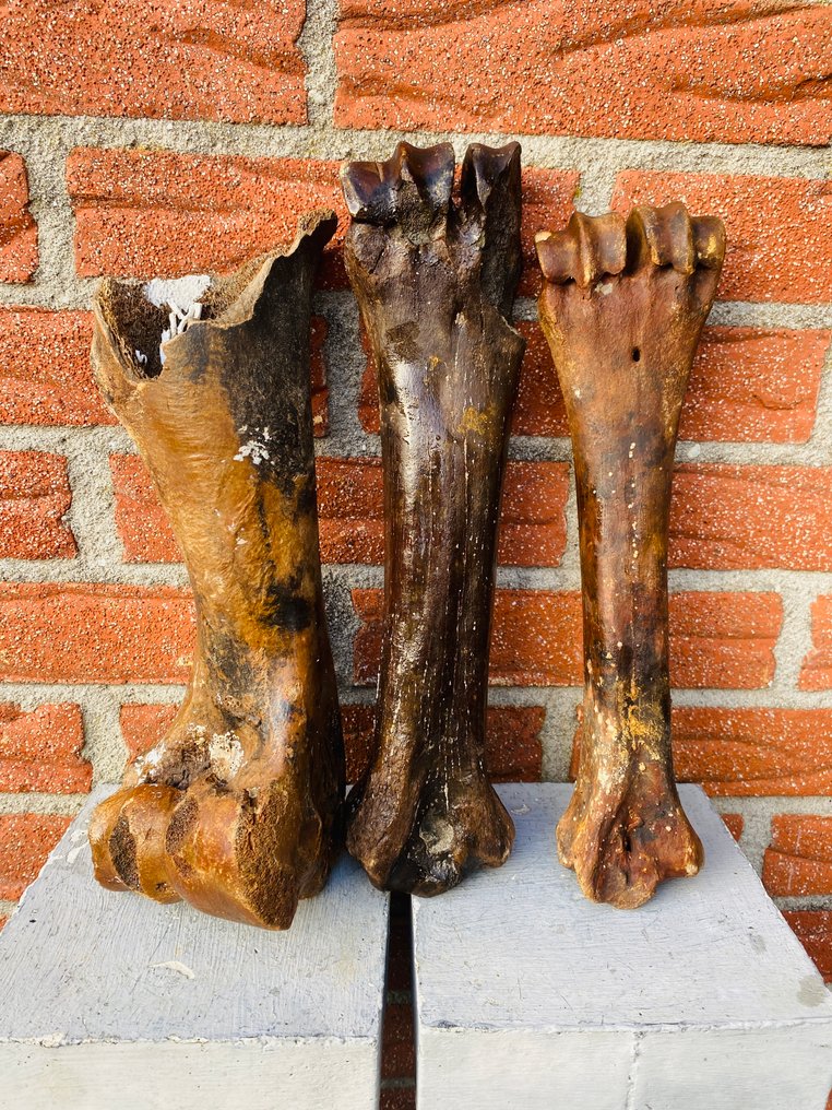 steppewisent - Fossilt bein - Bison priscus - 10 cm  (Ingen reservasjonspris) #1.0