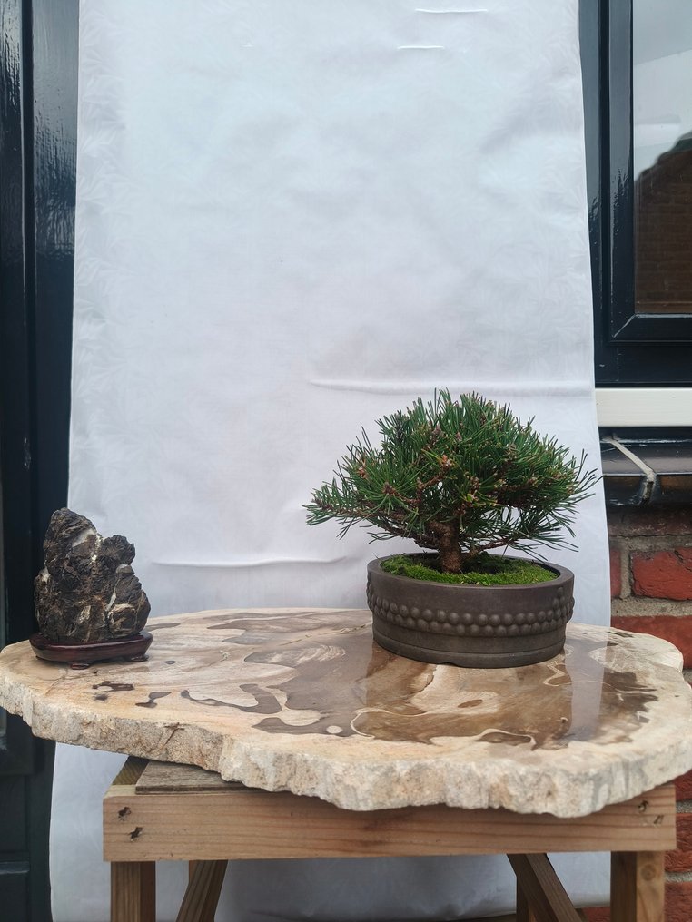 Pine bonsai (Pinus) - Height (Tree): 10 cm - Depth (Tree): 15 cm - Netherlands #1.0