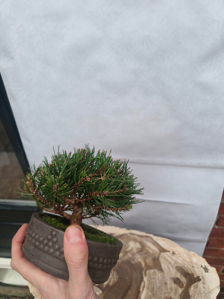 Pine bonsai (Pinus) - Height (Tree): 10 cm - Depth (Tree): 15 cm - Netherlands #3.2