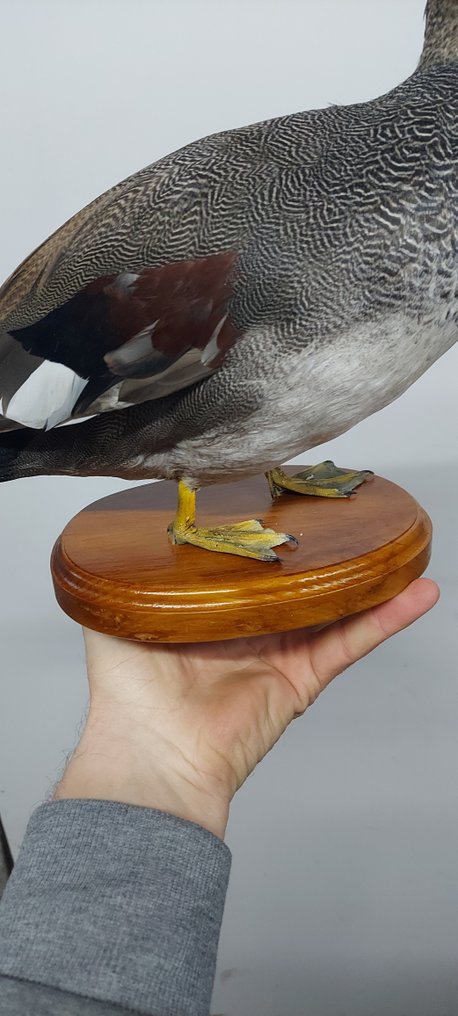鸭 动物标本剥制全身支架 - Gadwall - 30 cm - 30 cm - 30 cm - 非《濒危物种公约》物种 #3.2