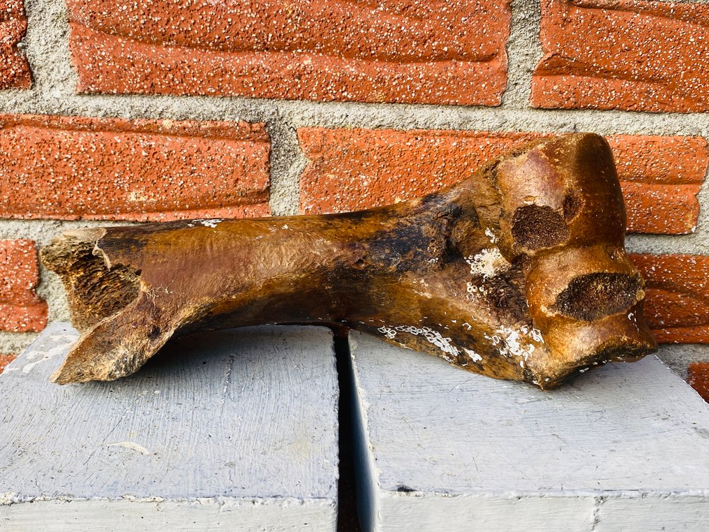 steppewisent - Fossilt bein - Bison priscus - 10 cm  (Ingen reservasjonspris) #2.1