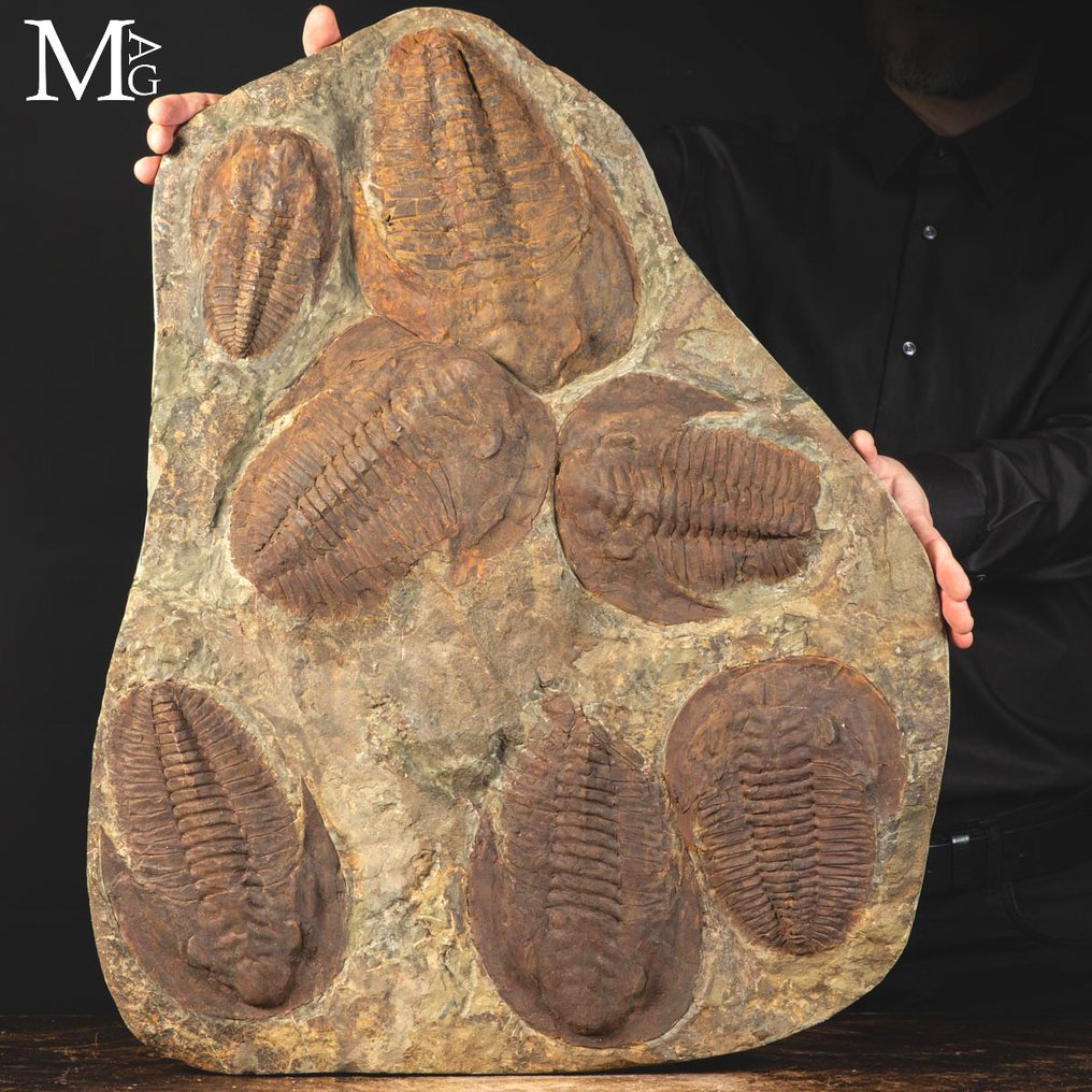 Incredible ! - Museum Item - Marine Mortality Plate - Frammento fossile - - Guscio fossilizzato - Eccezionale Mortality Plate a Trilobiti – Cambropallas telesto – Cambriano inferiore – Taouz, - 685 mm - 552 mm #2.1