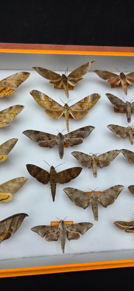 Large Cameroon Butterflies Sphingidae Collection (39x26 cm ) - Diorama #2.1