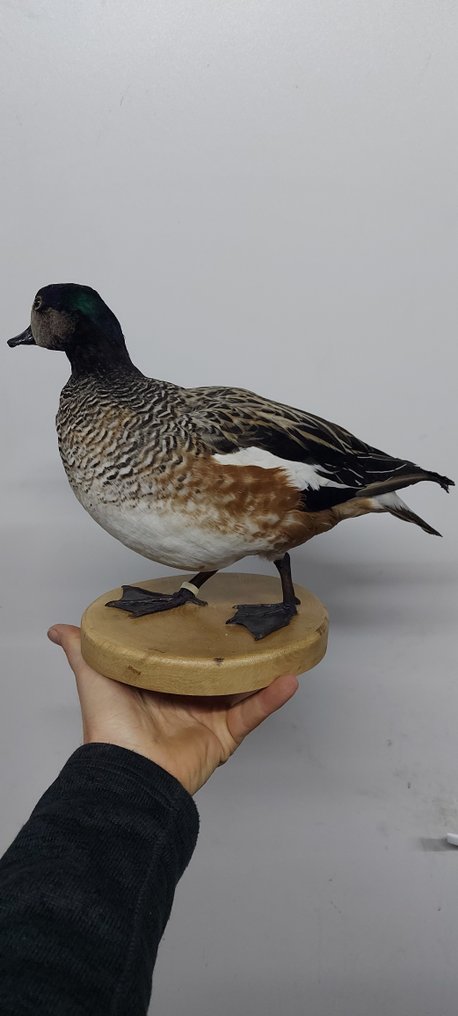 Rață Taxidermie montură corp întreg - Chiloe widgeon - 30 cm - 30 cm - 30 cm - Speciile Non-CITES #2.1
