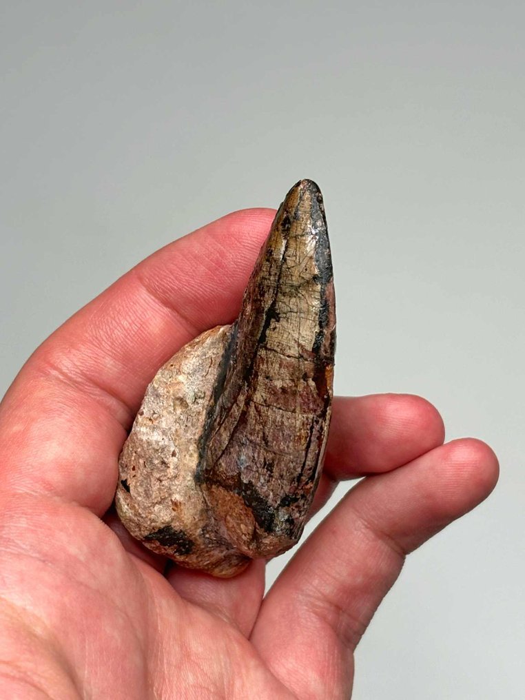 Theropod - Dinte fosilă - 7 cm - 3.5 cm #4.3