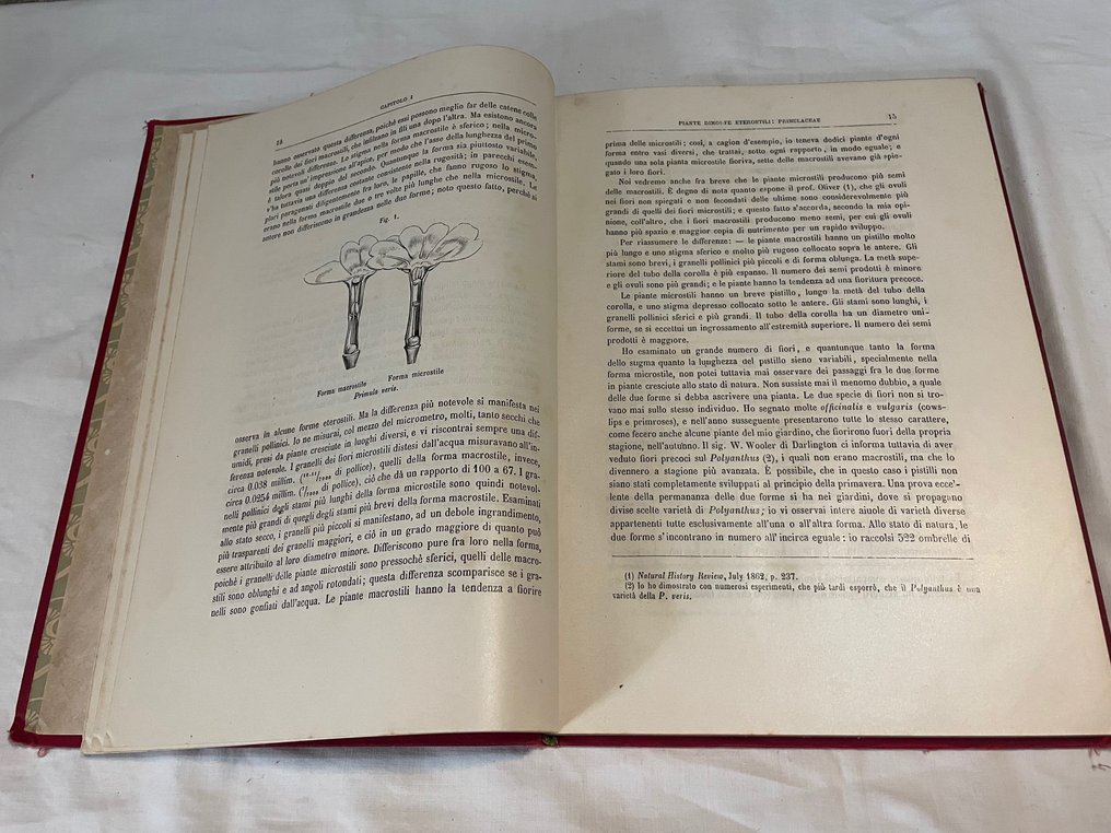 C. Darwin - M. Geremicca - Le diverse forme dei fiori in piante della stessa specie / Appunti di Botanica Sistematica - 1884 #4.3
