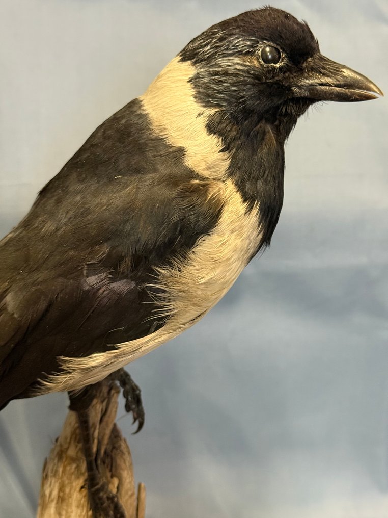 Taccola della Dauria Βάση ταρίχευσης ολόκληρου σώματος - Coloeus dauuricus (with proof of legal origin) - 25 cm - 10 cm - 45 cm - Είδη που δεν ανήκουν στο CITES #2.1