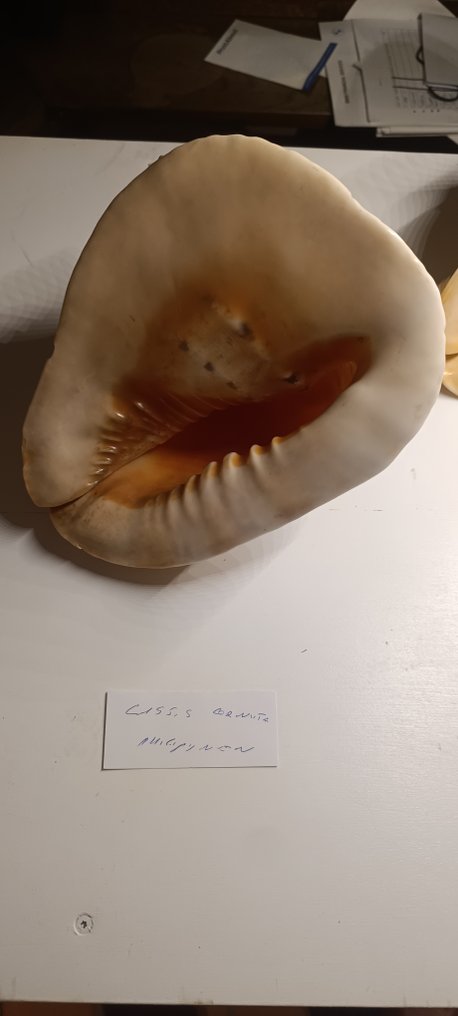 Cassis Cornuta Sea shell - Cassis Cornuta  (No reserve price) #4.3