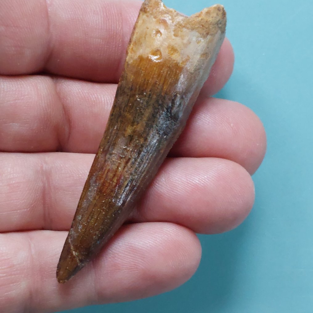 Dinosaur - Fossil tooth - Spinosaurus aegyptiacus - 75 mm - 20 mm #2.1