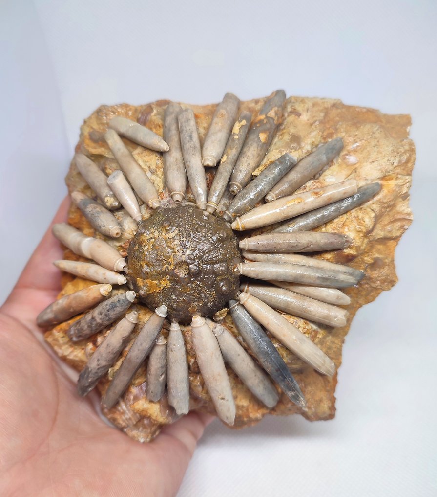 havsgurka - Fossiliserat djur - Dickisicidaris  (Utan reservationspris) #1.0