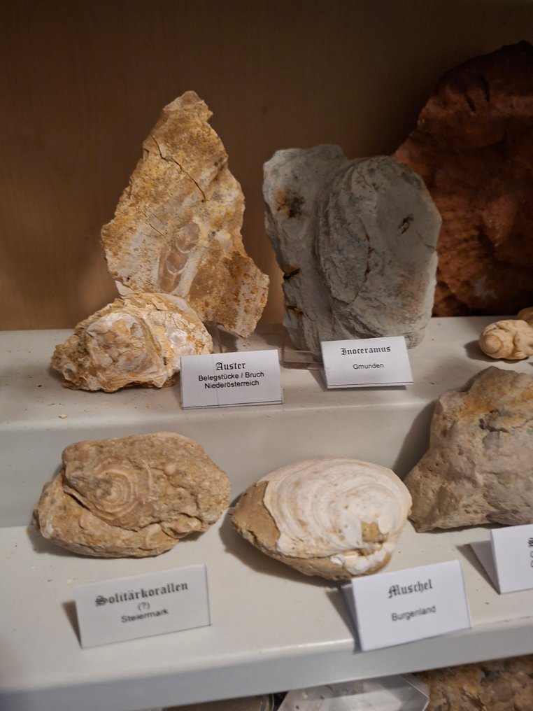 Old fossil collection with over 20 pieces. - Fossil matrix (No reserve price) #1.0