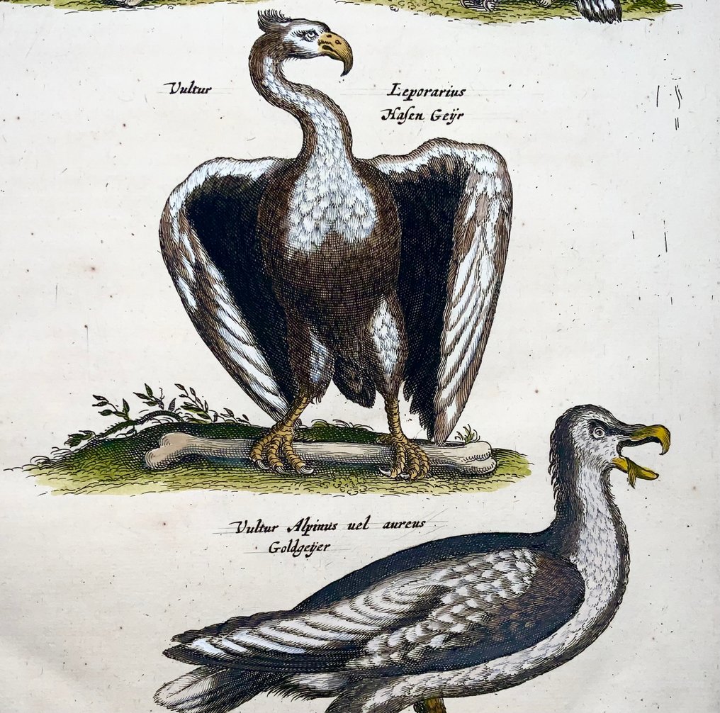 Matthäus Merian (1593-1650) - hand coloured folio: Birds of Prey, Vultures - 1657 #1.0