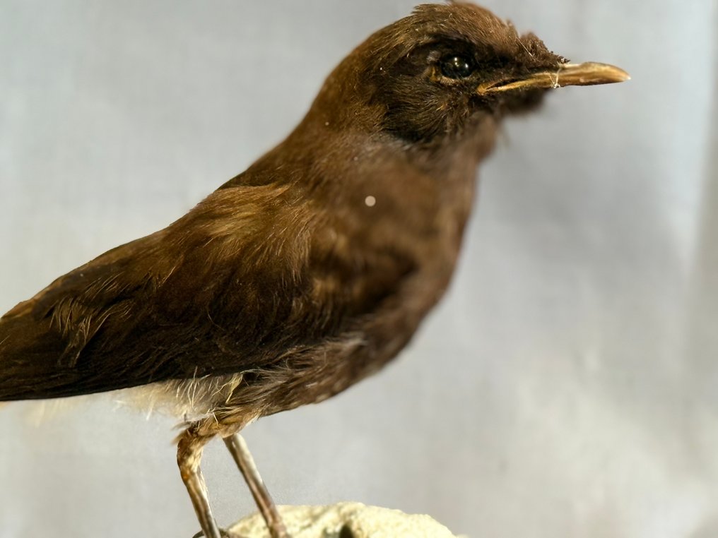 Monachella nera Eksponat taksydermiczny (całe ciało) - Oenanthe leucura (with proof of legal origin) - 15 cm - 5 cm - 12 cm - Gatunki inne niż CITES #2.1