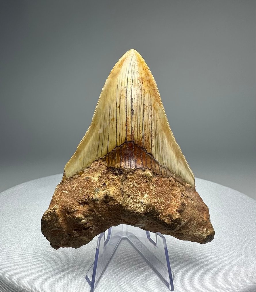 Megalodón - Diente fósil - 11 cm - 9 cm #1.0