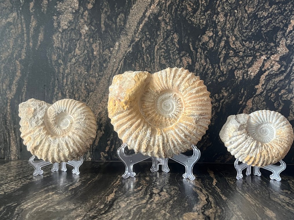 Ammonite - Fossilised shell - Perisphinctes sp - 20 cm - 20 cm (No reserve price) #1.0
