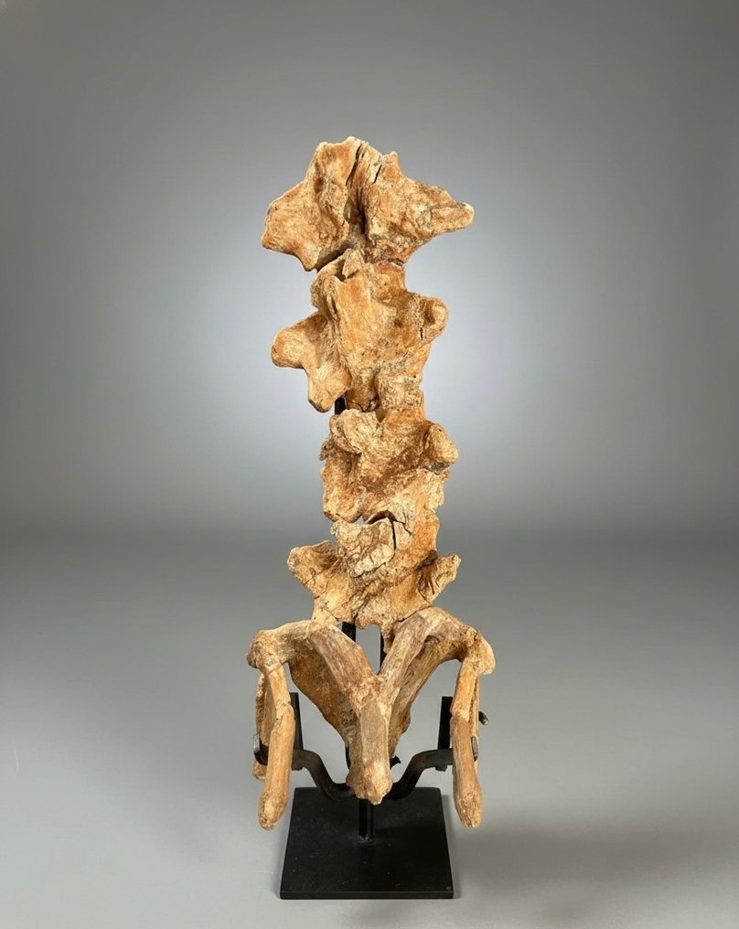 Rettile marino - Cranio fossile - Mosasaurio - 90 cm - 20 cm #2.1