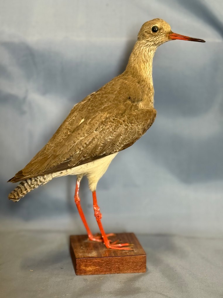 佩泰格拉 动物标本剥制全身支架 - Tringa totanus (with proof of legal origin) - 15 cm - 3 cm - 8 cm - 非《濒危物种公约》物种 #1.0