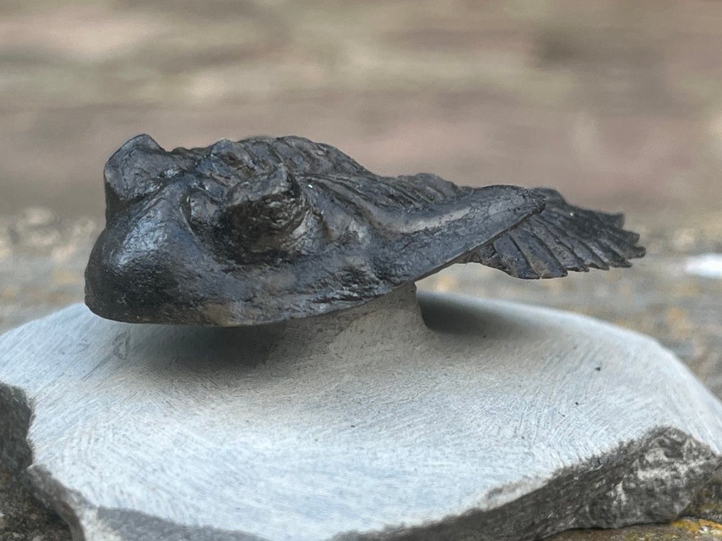 Trilobite - Animale fossilizzato - Hollardops - 3 cm - 8.5 cm (Senza prezzo di riserva) #2.1