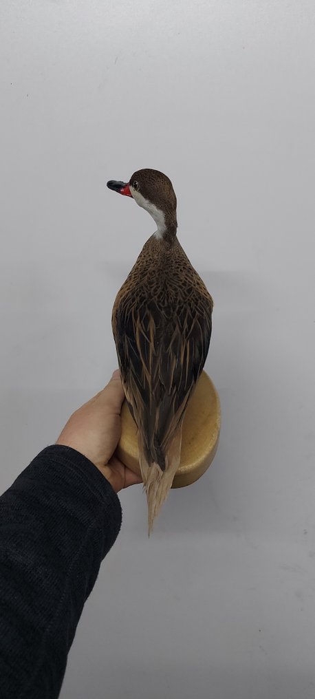 鸭 动物标本剥制全身支架 - White checked  pintail - 30 cm - 30 cm - 30 cm - 非《濒危物种公约》物种 #1.0