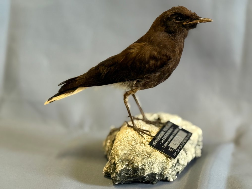 Monachella nera Eksponat taksydermiczny (całe ciało) - Oenanthe leucura (with proof of legal origin) - 15 cm - 5 cm - 12 cm - Gatunki inne niż CITES #1.0