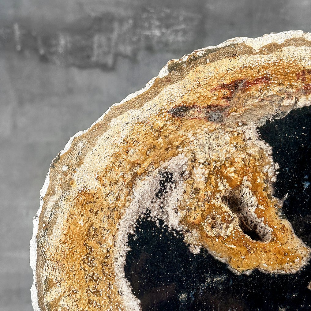 Εντυπωσιακό κομμάτι απολιθωμένου ρίζας φοίνικα σε ειδική βάση - Απολιθωμένο ξύλο - Palma Fossile (χωρίς τιμή ασφαλείας) #3.2