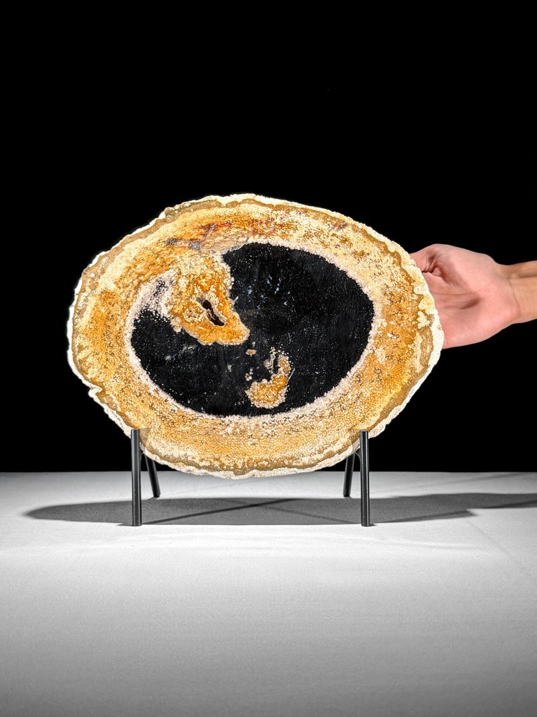 Εντυπωσιακό κομμάτι απολιθωμένου ρίζας φοίνικα σε ειδική βάση - Απολιθωμένο ξύλο - Palma Fossile (χωρίς τιμή ασφαλείας) #1.0