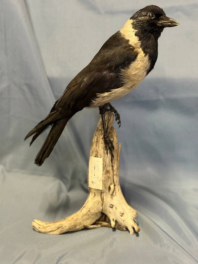 Taccola della Dauria Βάση ταρίχευσης ολόκληρου σώματος - Coloeus dauuricus (with proof of legal origin) - 25 cm - 10 cm - 45 cm - Είδη που δεν ανήκουν στο CITES #1.0