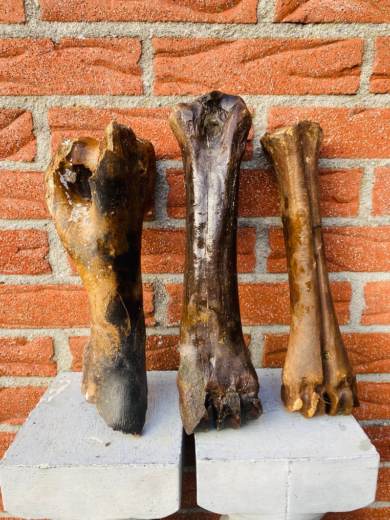 steppewisent - Fossilt bein - Bison priscus - 10 cm  (Ingen reservasjonspris) #4.3