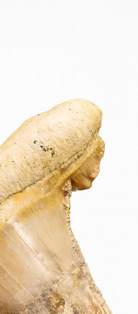 Kæmpe Otodus Sokolovi tænder, 8 cm længde - Fossile tænder - Otodus Sokolovi  (Ingen mindstepris) #3.2