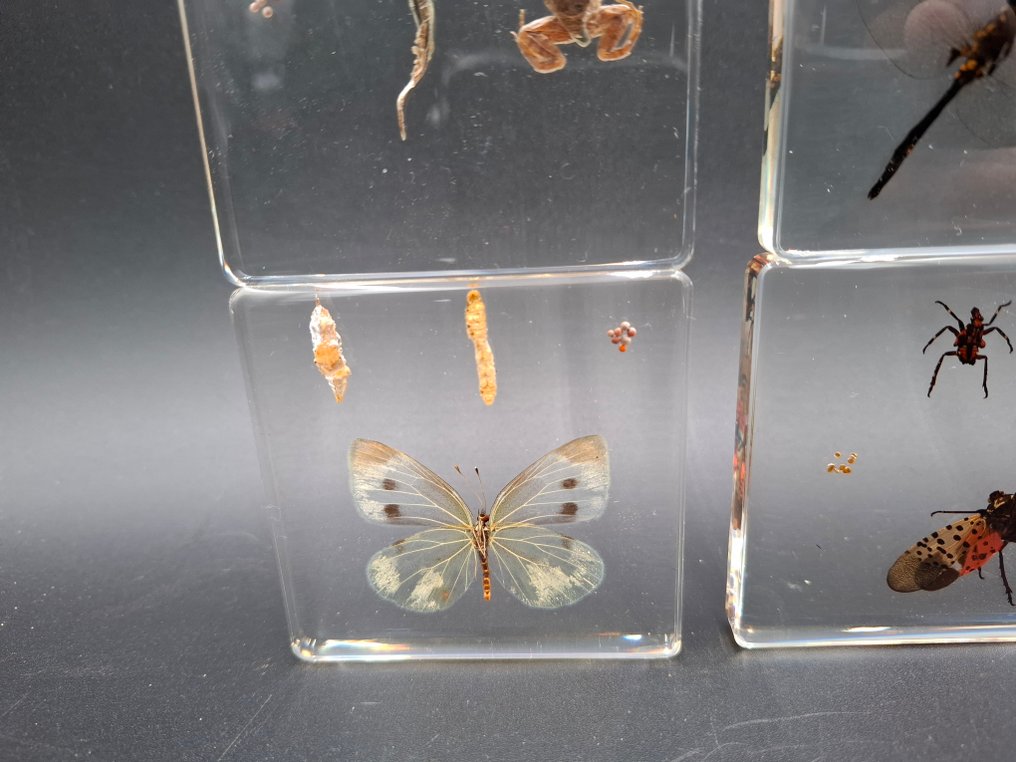 Rana Allestimento tassidermico a corpo intero - Rena - 75 mm - 75 mm - 9 mm - 4 #3.2