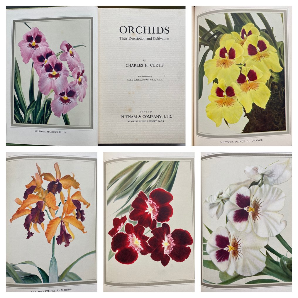 Charles H. Curtis - Orchids: Their Description & Cultivation (30 coloured plates) - 1950 #1.0