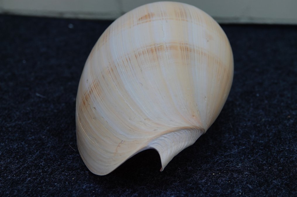 Heavy Bailer Carapace - Melo diadema - 20 cm - 14 cm - 10 cm - non-CITES species #4.3