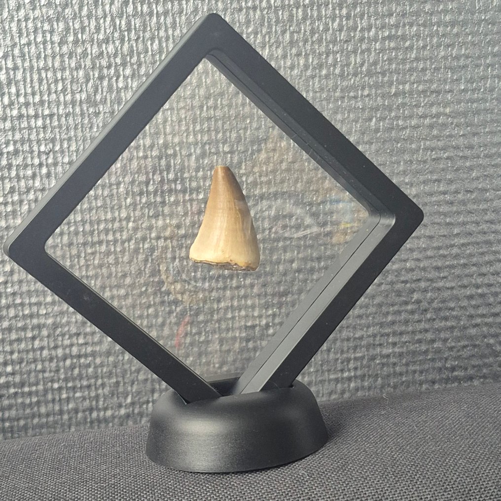 沧龙 - 牙齿化石 - 41 mm - 20 mm  (没有保留价) #1.0