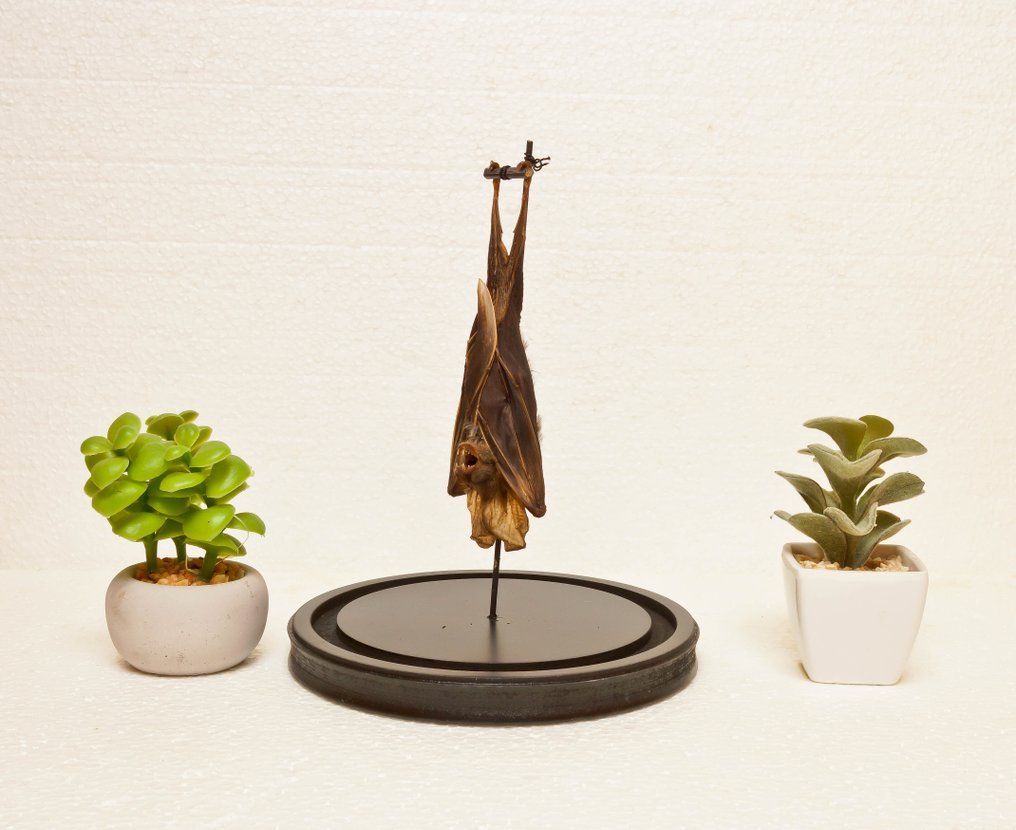Pipistrello Allestimento tassidermico a corpo intero - Megaderma spasma - 25 cm - 17 cm - 0 cm - Specie non CITES #3.2