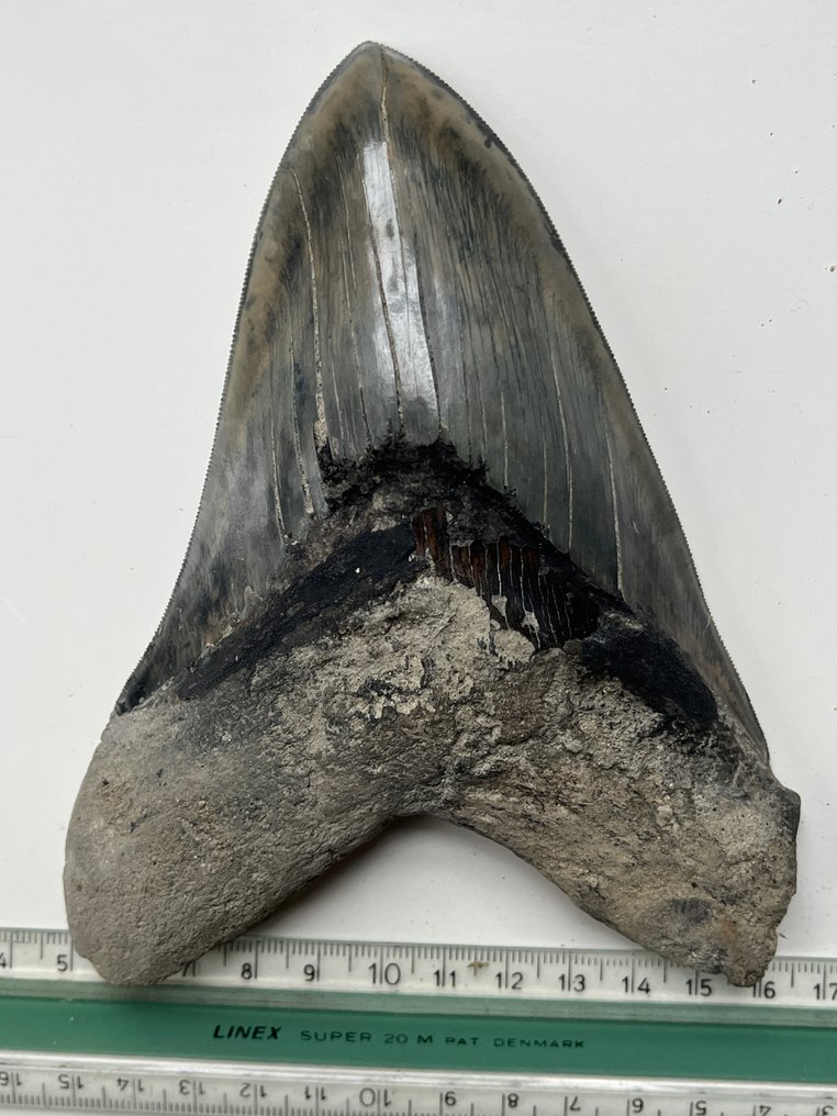 Suuri Megalodon-hampaan koko 15,3 cm (6,08 tuumaa) - Fossiiliset hampaat - Carcharocles megalodon #4.3