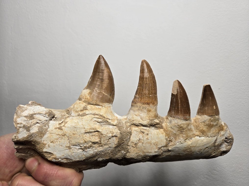 Mosasaur - Fossilised jaw - 21 cm - 11 cm  (No reserve price) #1.0