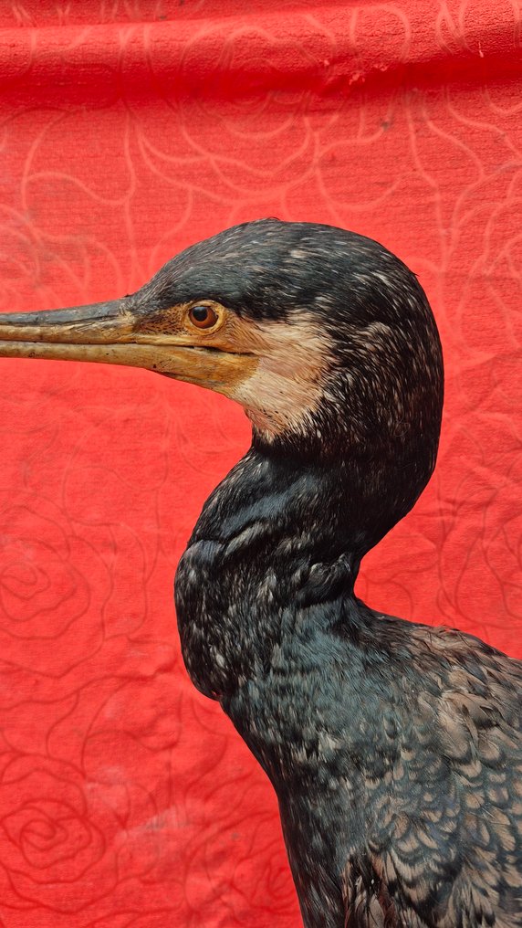 Grand Cormoran Ścienny eksponat taksydermiczny - Phalacrocorax carbo - Grand spécimen adulte - sur support à poser - ENVOI GRATUIT dans l'UE !!! - 61 cm - 26 cm - 40 cm - Gatunki inne niż CITES #4.3