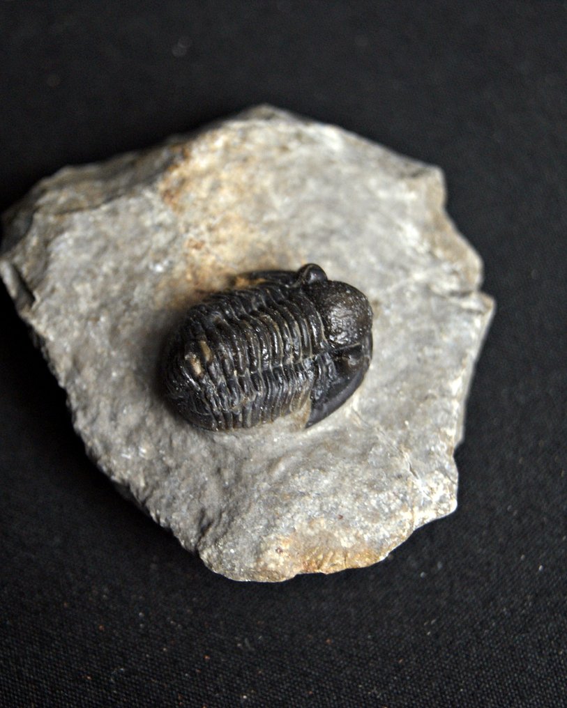 Trilobite - Fossile dyr - Proetus granulosus (Ingen reservasjonspris) #3.2