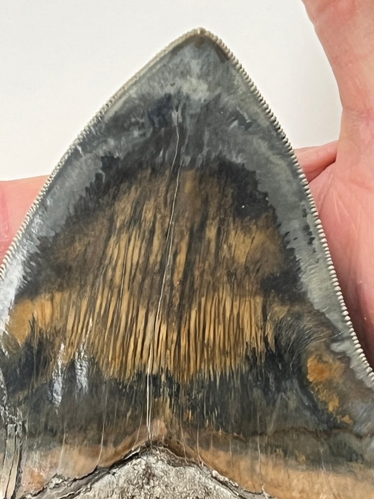 Grosse dent de mégalodon 14,1 cm - Dent fossile - Carcharocles megalodon #2.1